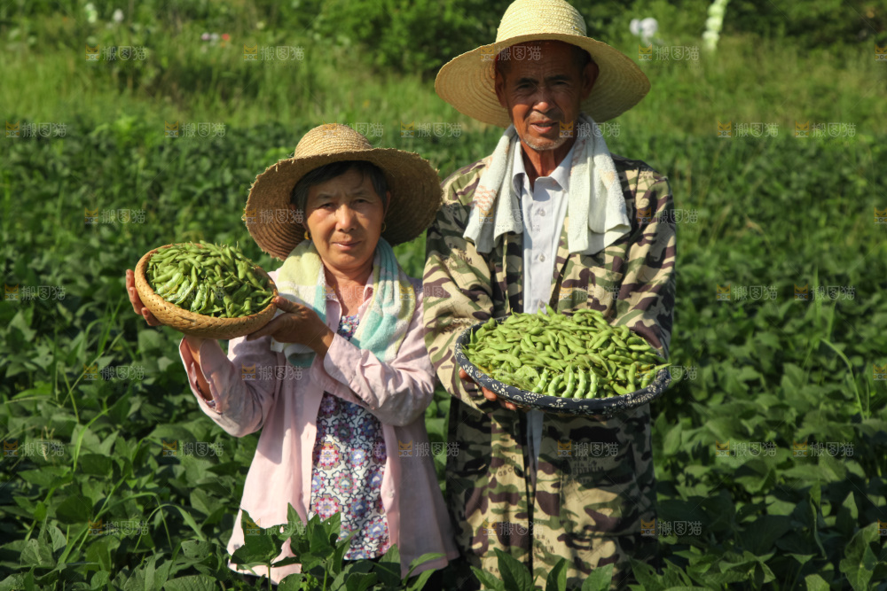手里拿着现摘毛豆