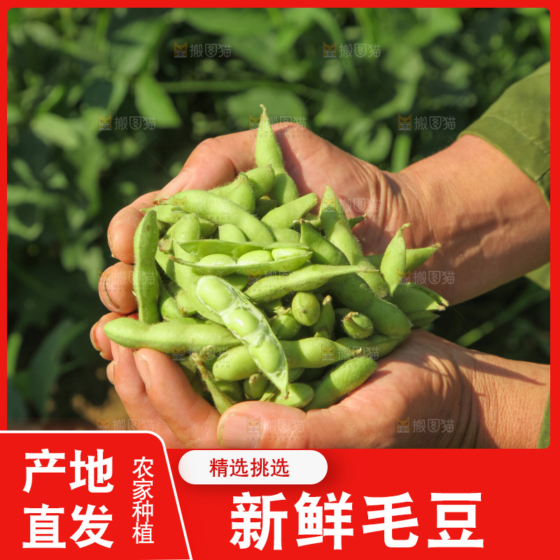 手里拿着现摘毛豆