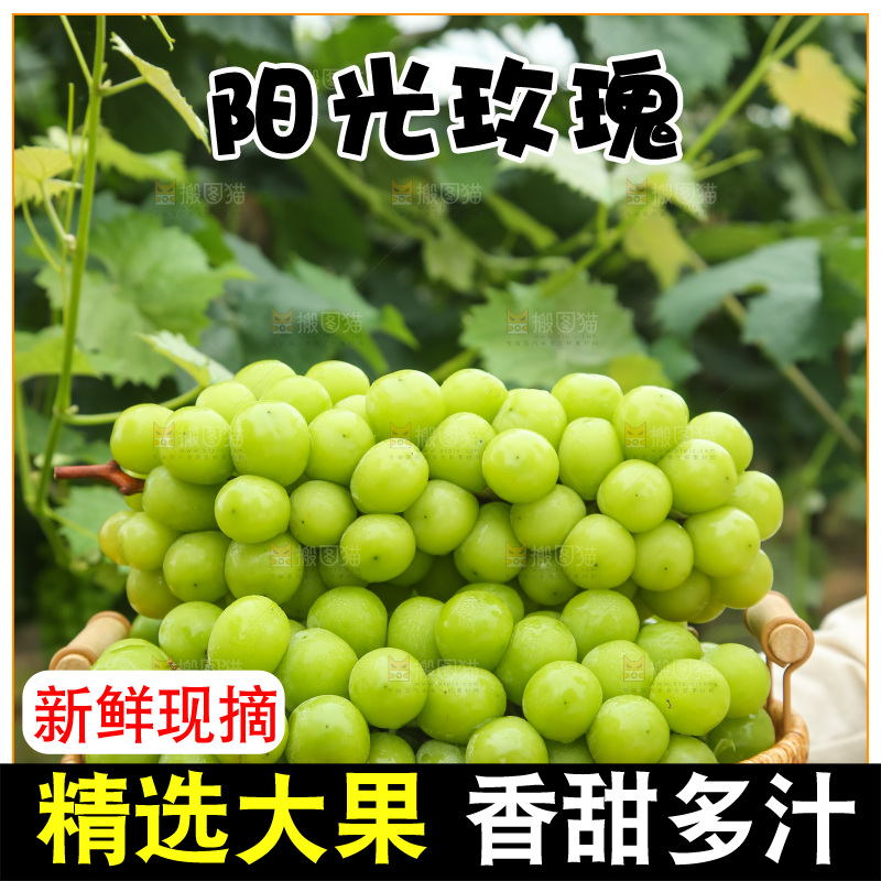 手里拿着阳光玫瑰