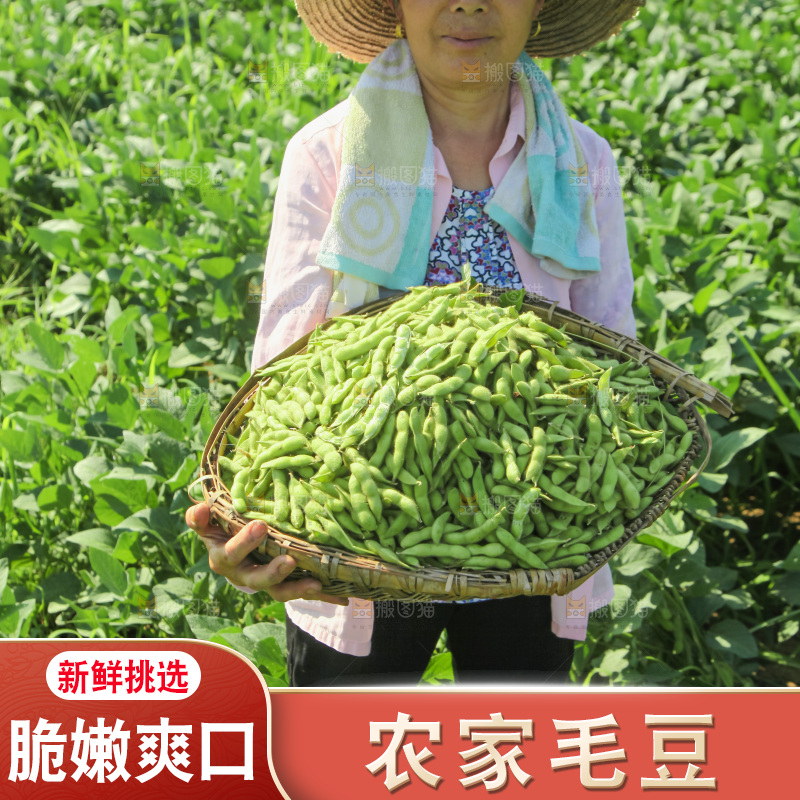 手里拿着现摘毛豆