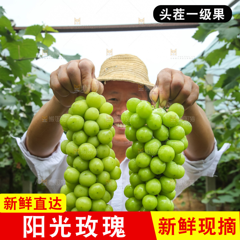 手里拿着阳光玫瑰