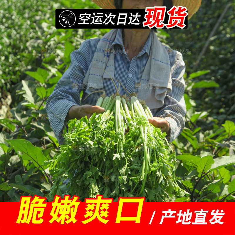 手里拿着新鲜芹菜