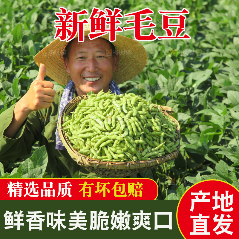 手里拿着现摘毛豆