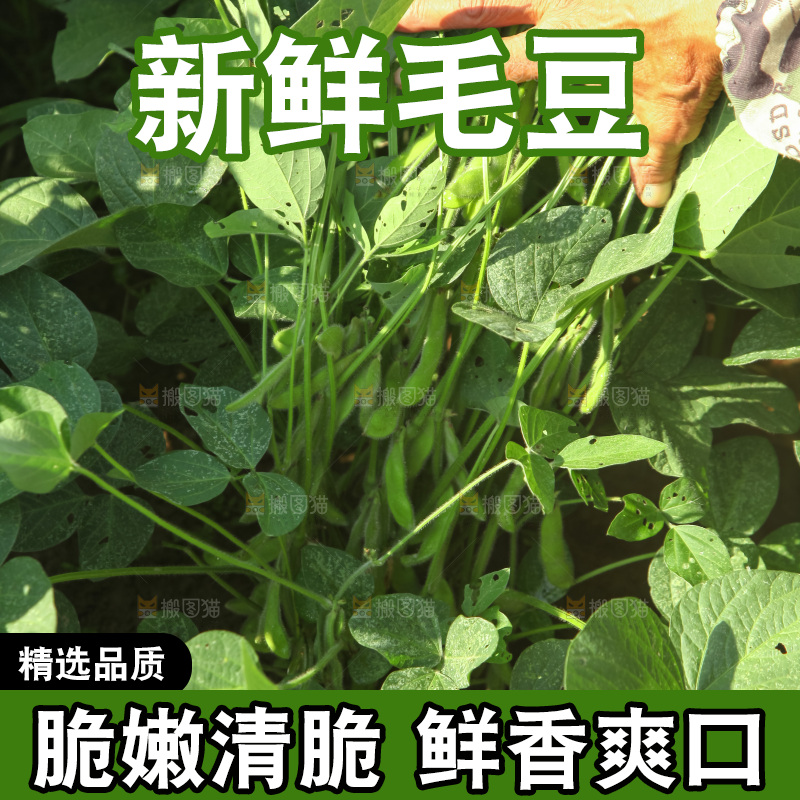 手里拿着现摘毛豆