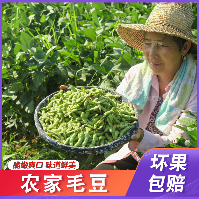 手里拿着现摘毛豆