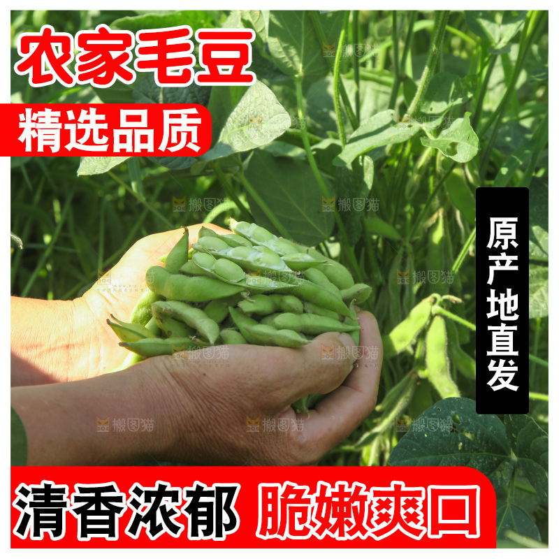 手里拿着现摘毛豆