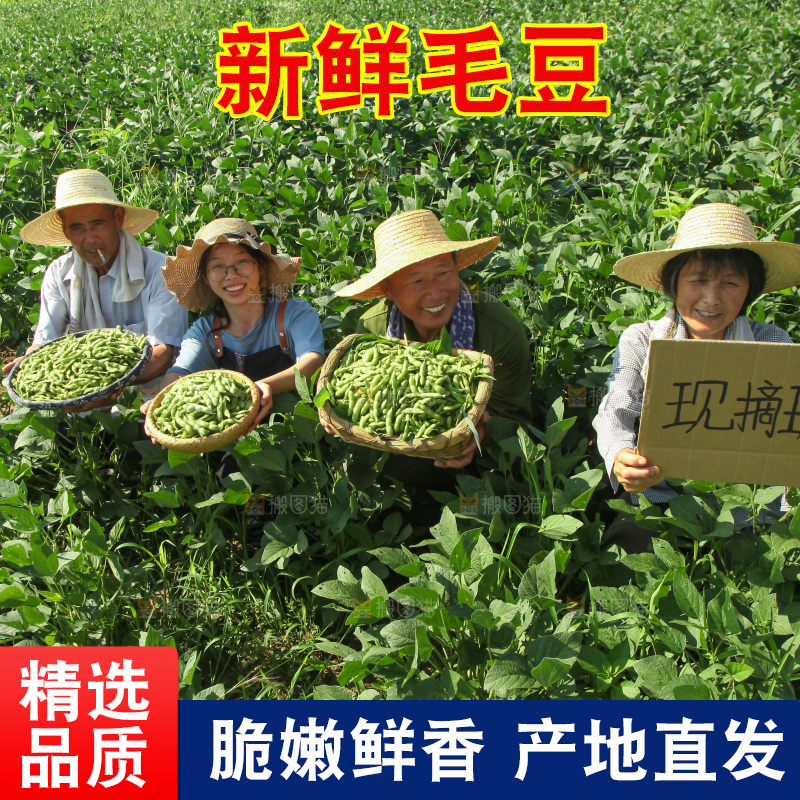手里拿着现摘毛豆