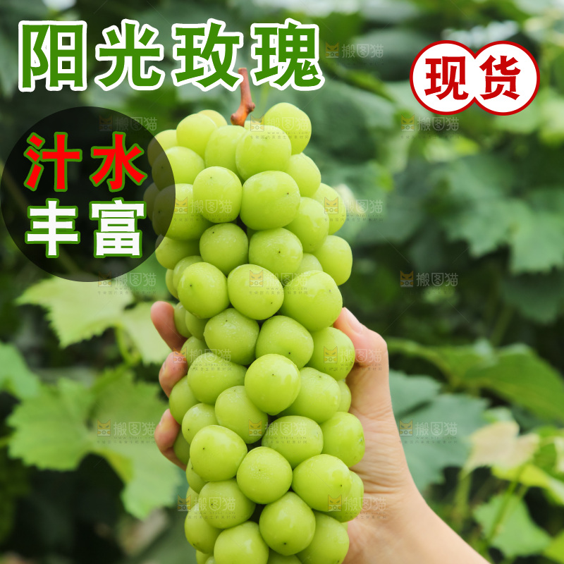手里拿着阳光玫瑰