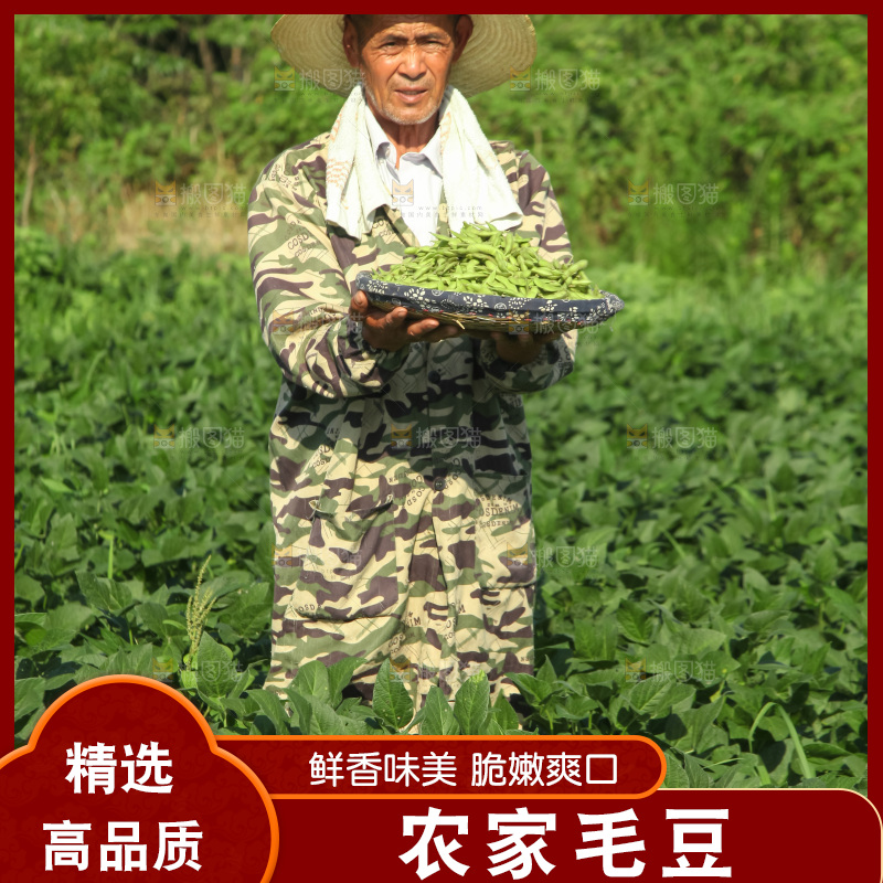 手里拿着现摘毛豆