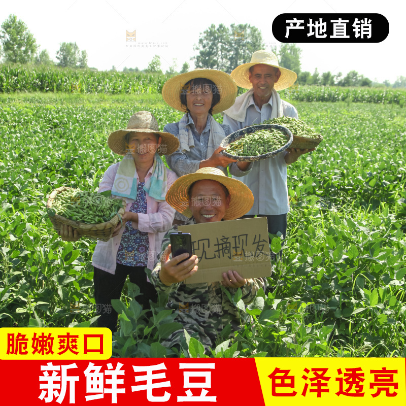 手里拿着现摘毛豆