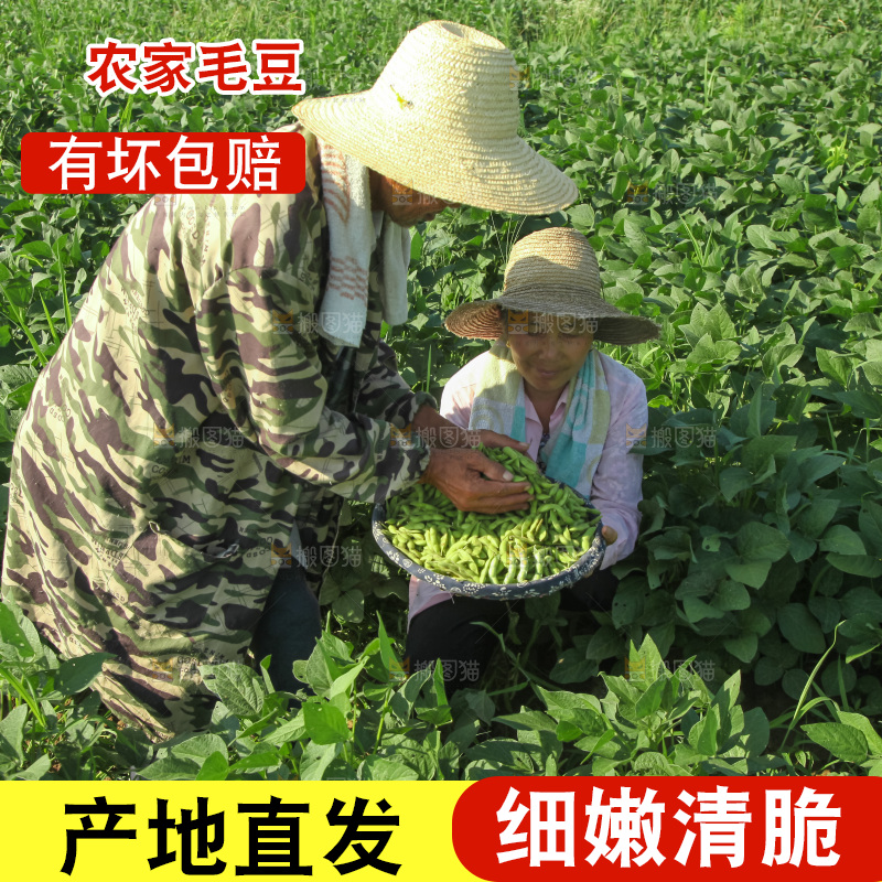手里拿着现摘毛豆