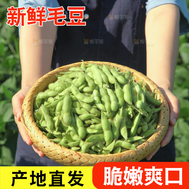 手里拿着现摘毛豆