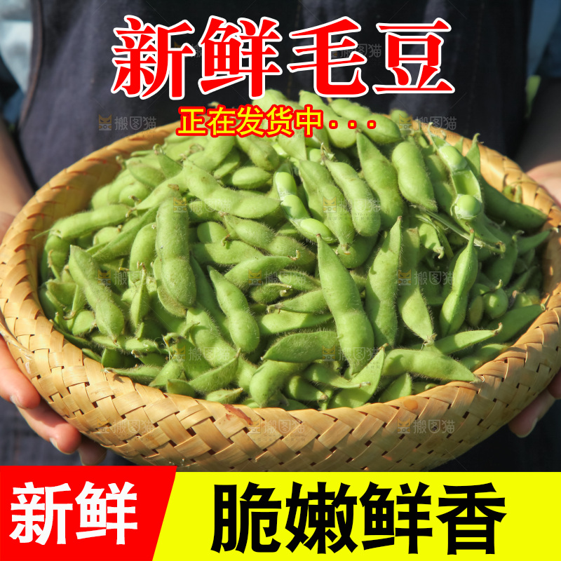 手里拿着现摘毛豆