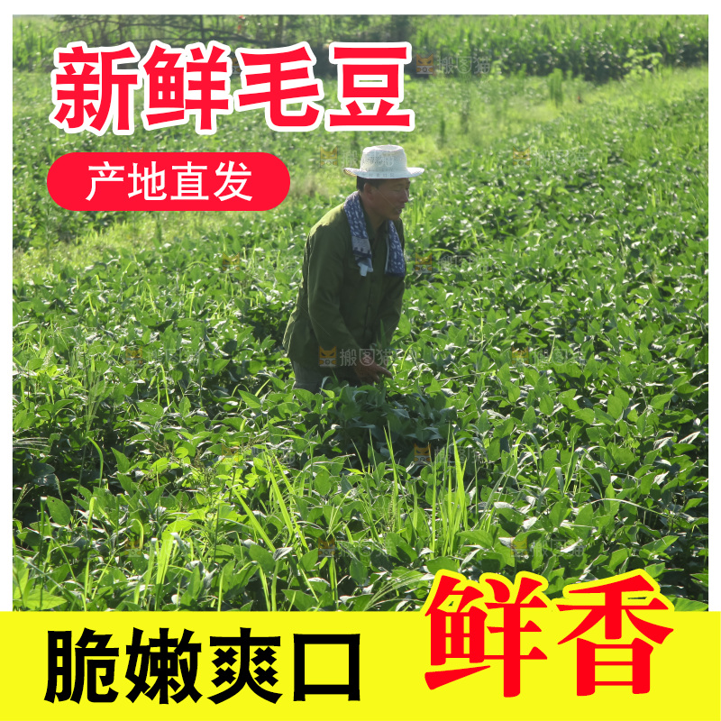手里拿着现摘毛豆