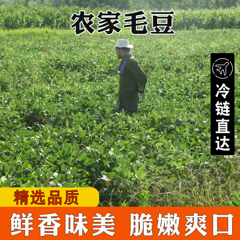 手里拿着现摘毛豆