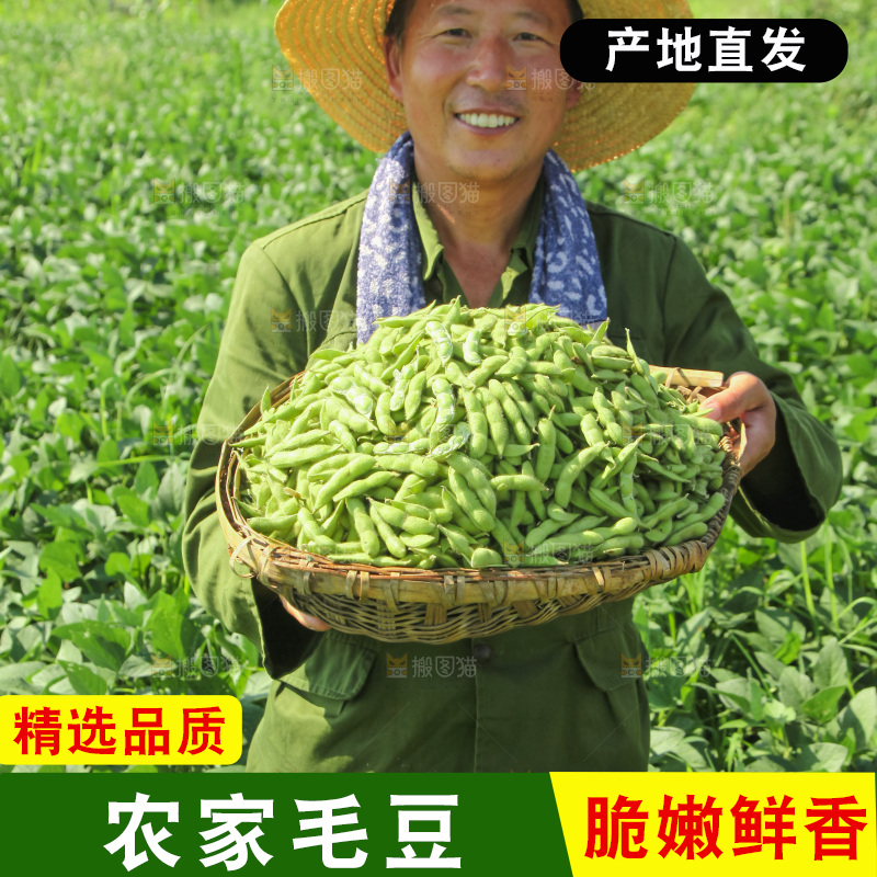 手里拿着现摘毛豆
