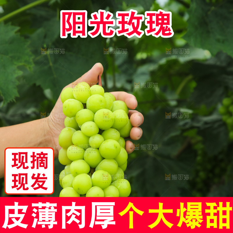 手里拿着阳光玫瑰