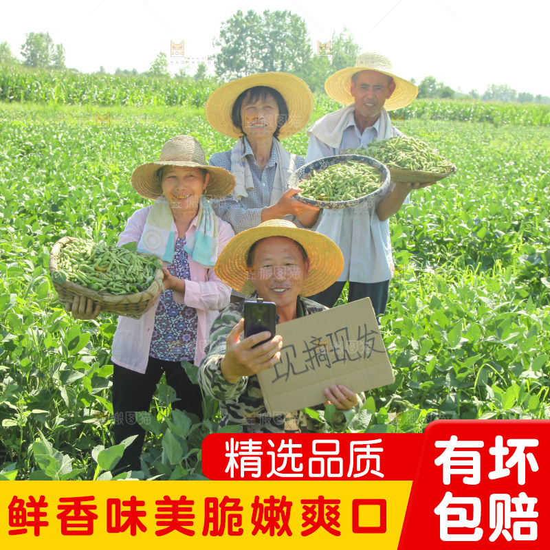 手里拿着现摘毛豆
