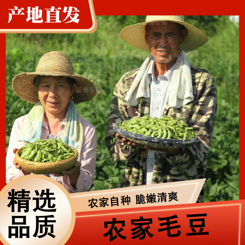 手里拿着现摘毛豆