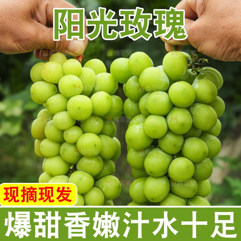 手里拿着阳光玫瑰