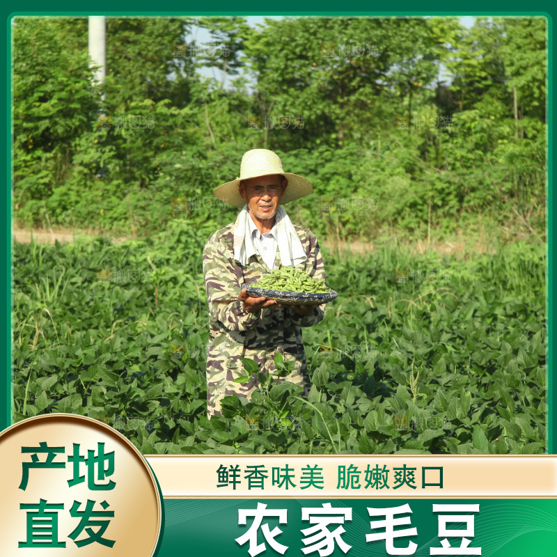 手里拿着现摘毛豆