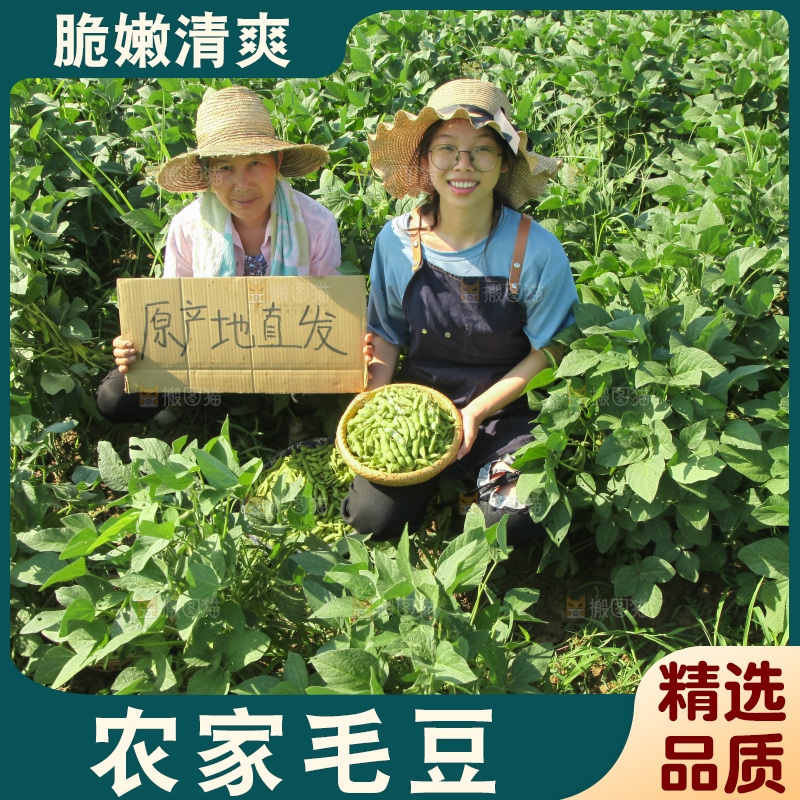 手里拿着现摘毛豆