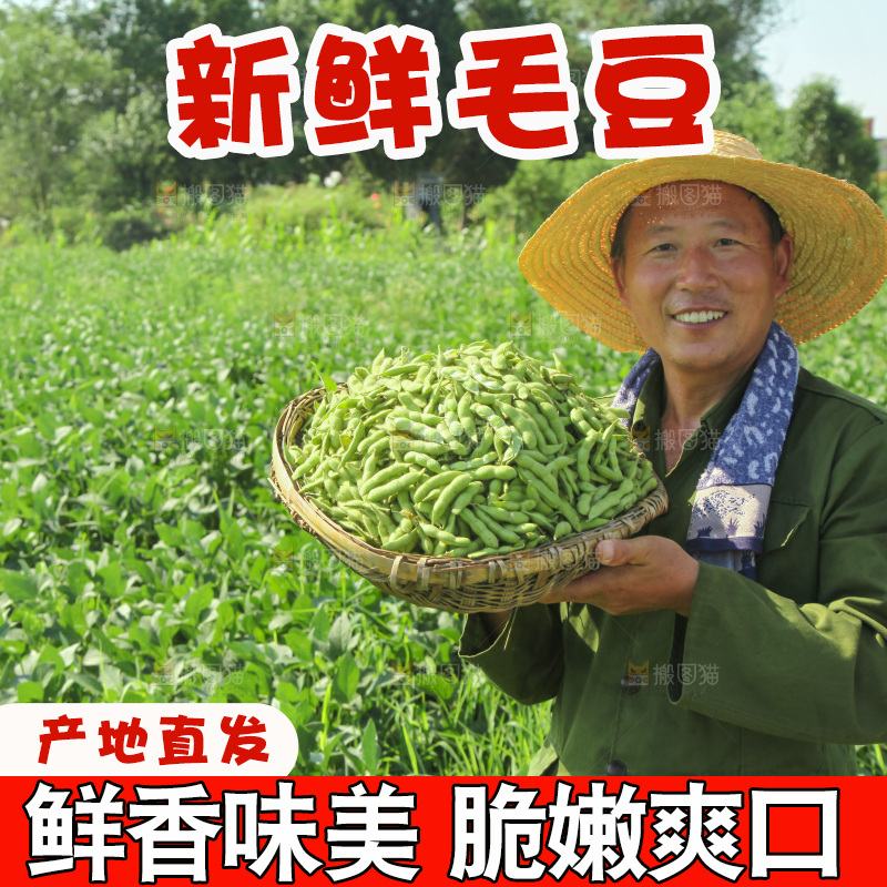 手里拿着现摘毛豆