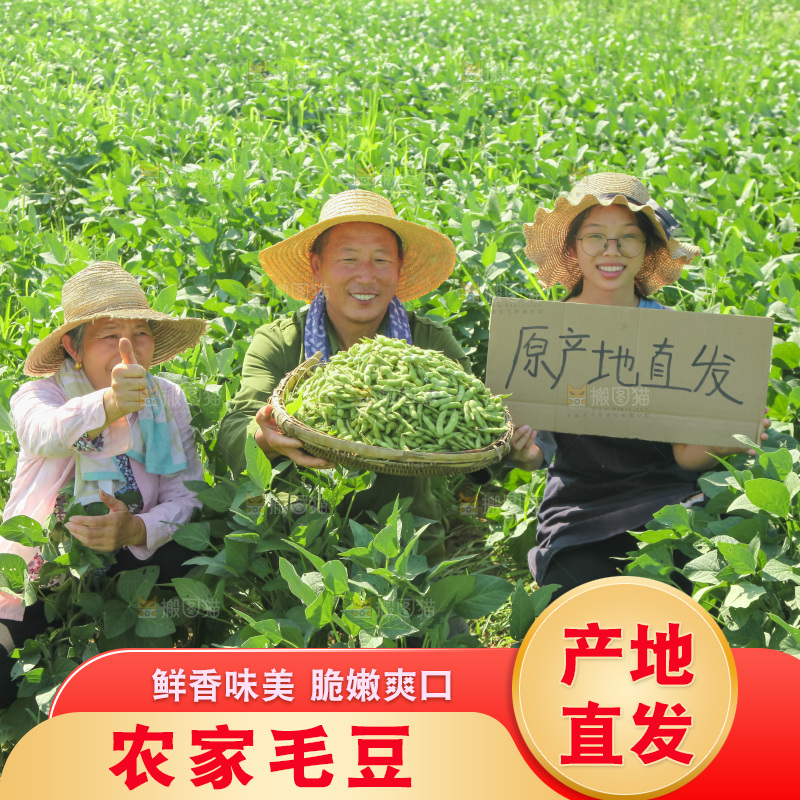 手里拿着现摘毛豆