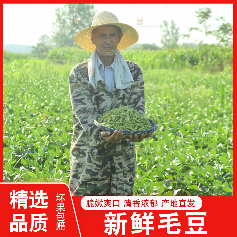 手里拿着现摘毛豆