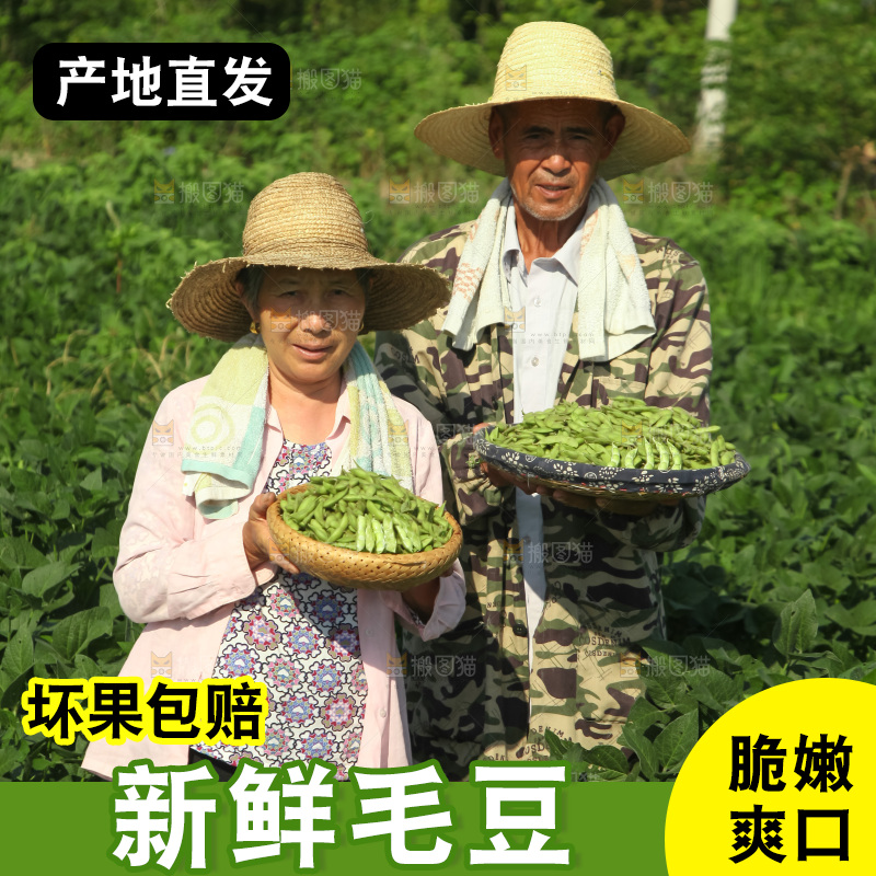 手里拿着现摘毛豆