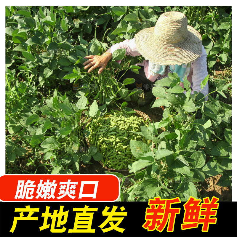 手里拿着现摘毛豆