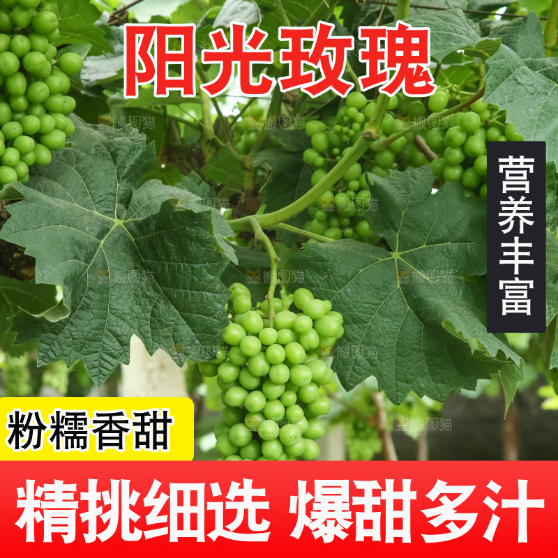果园里的阳光玫瑰
