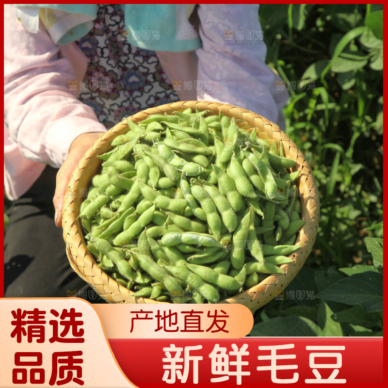 手里拿着现摘毛豆
