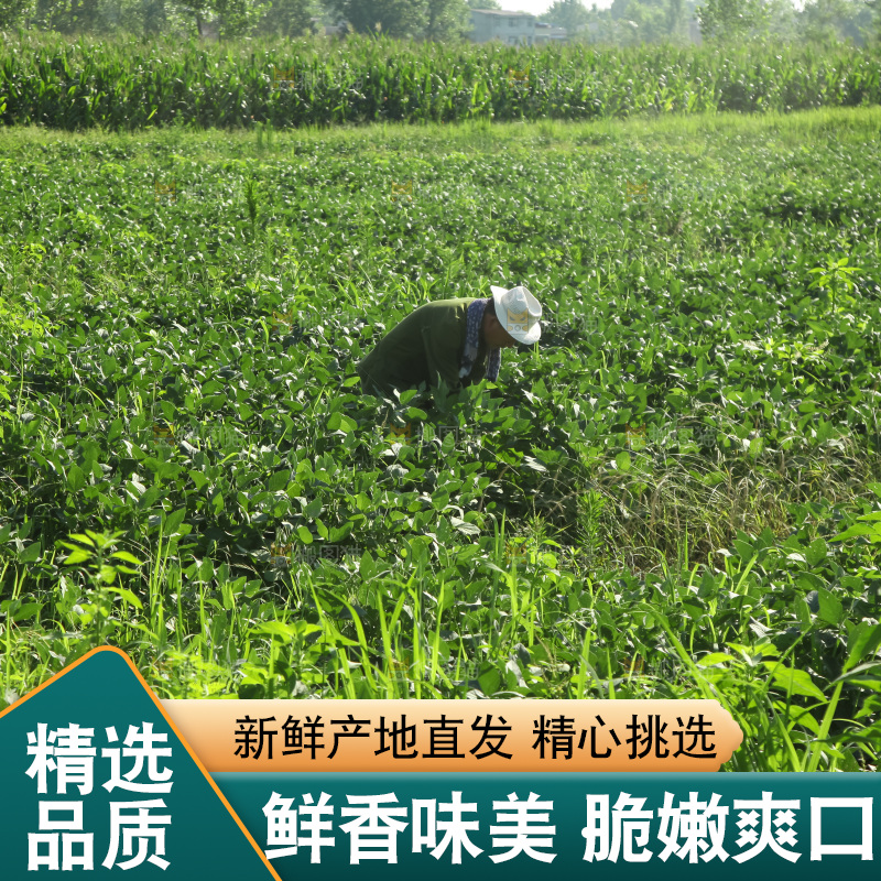 手里拿着现摘毛豆