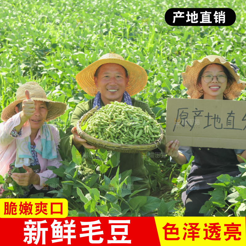 手里拿着现摘毛豆