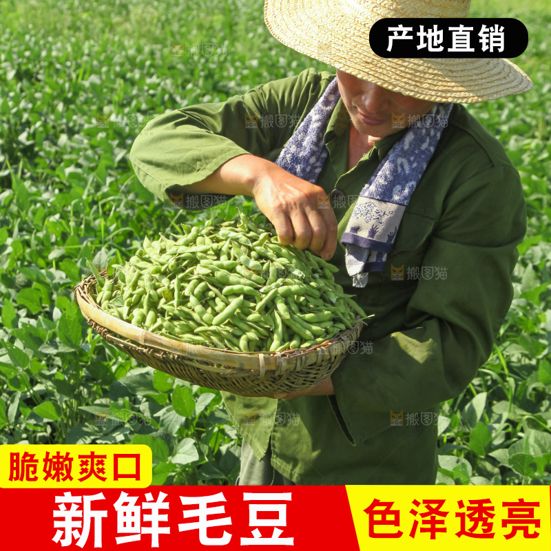 手里拿着现摘毛豆