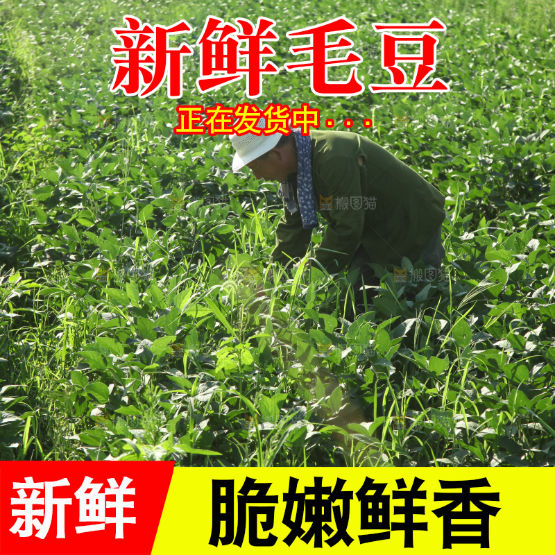 手里拿着现摘毛豆