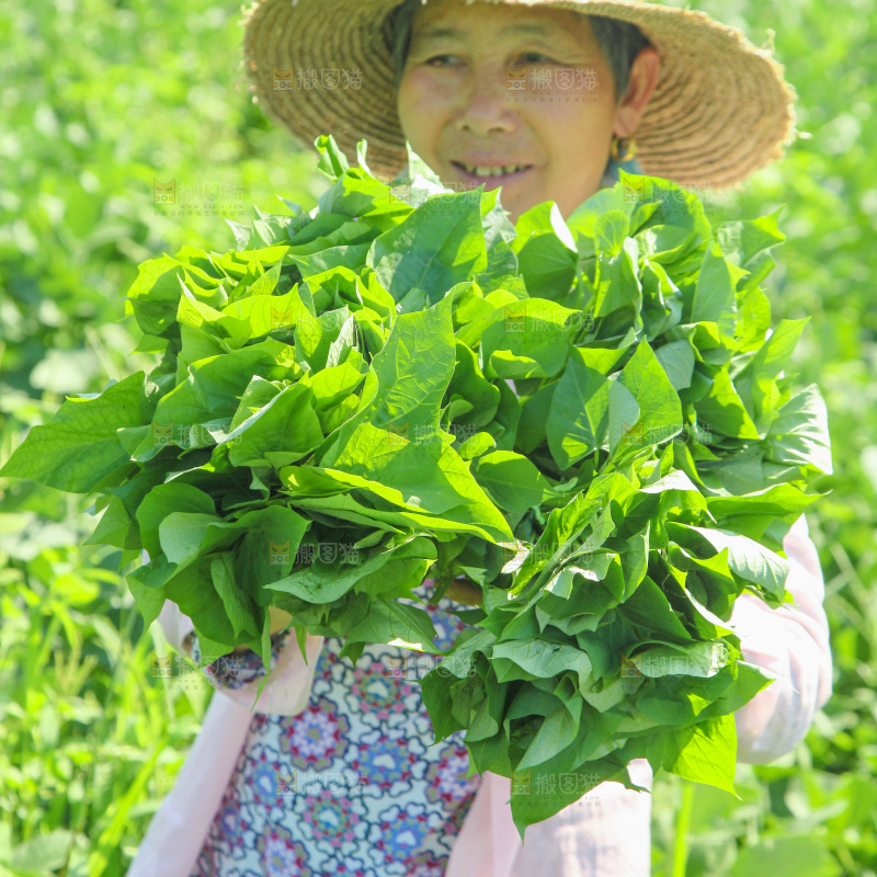 手里拿着苕尖