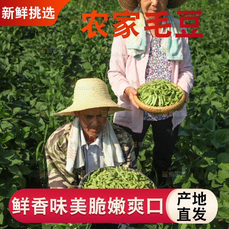 手里拿着现摘毛豆