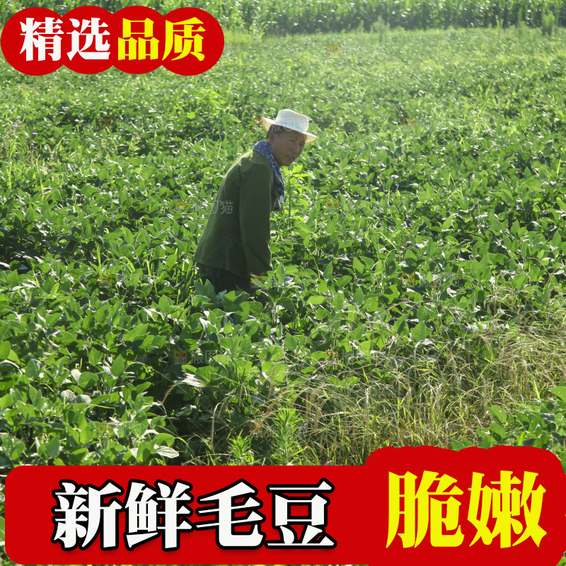 手里拿着现摘毛豆
