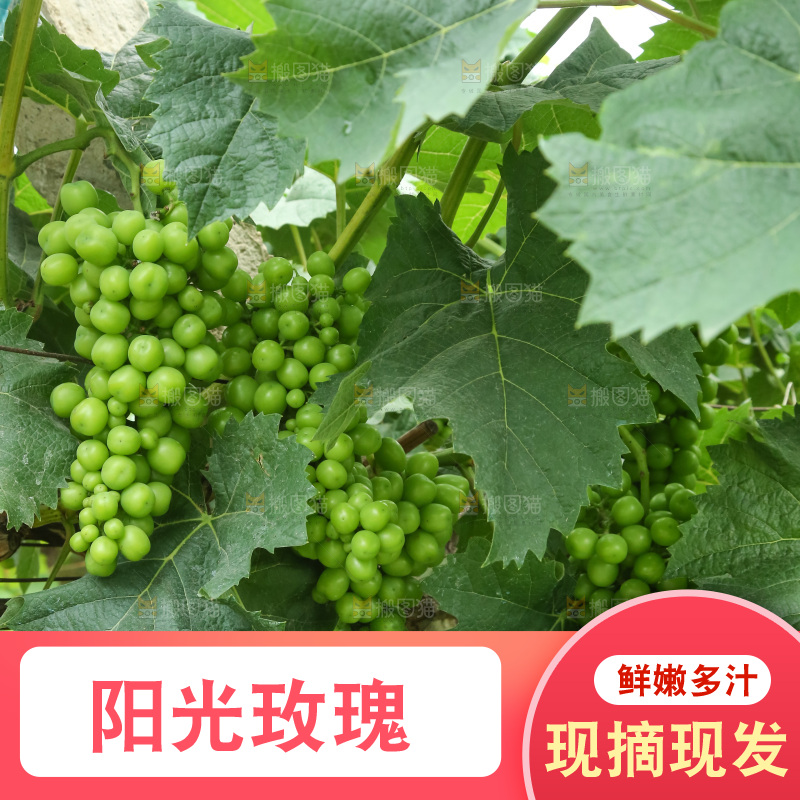 果园里的阳光玫瑰