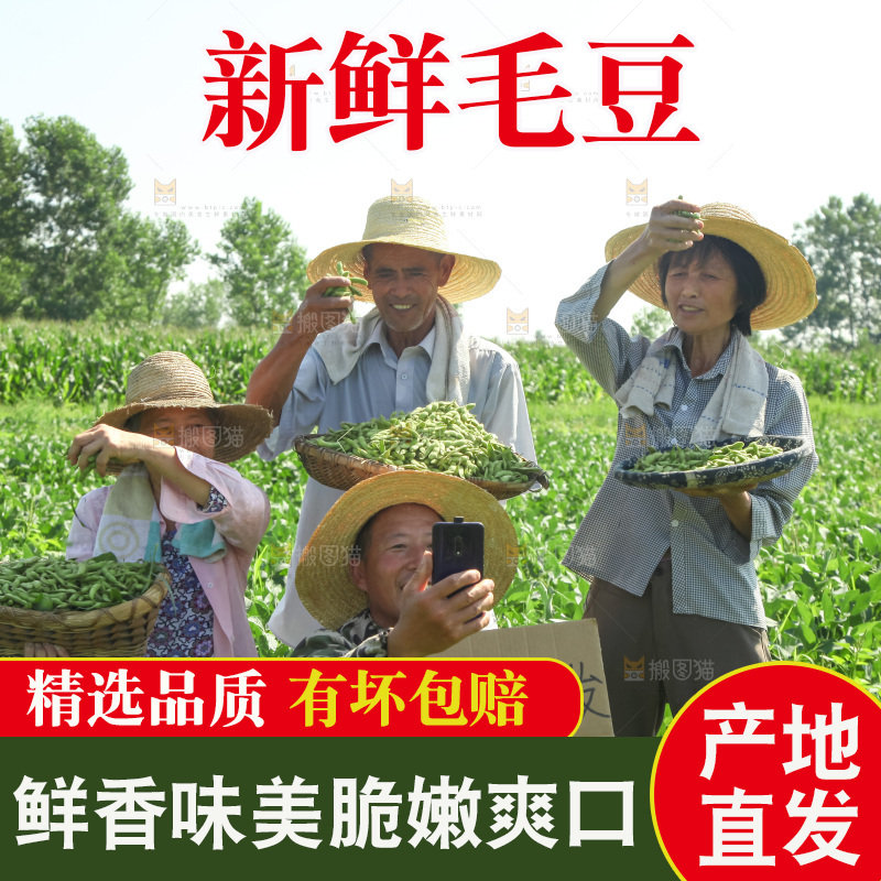 手里拿着现摘毛豆