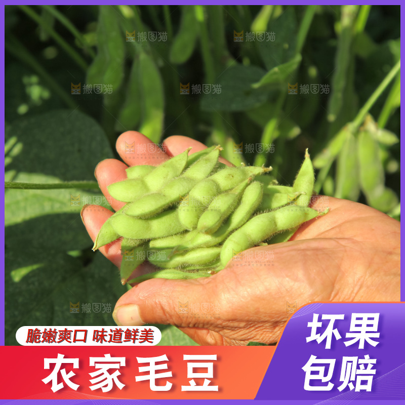 手里拿着现摘毛豆