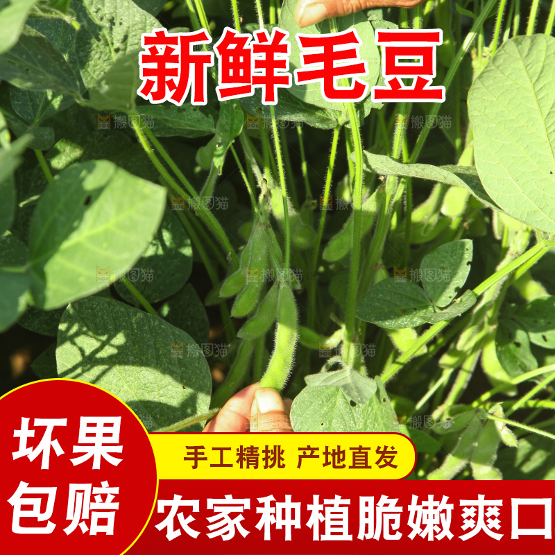手里拿着现摘毛豆