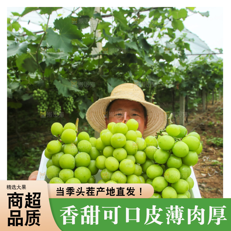 手里拿着阳光玫瑰