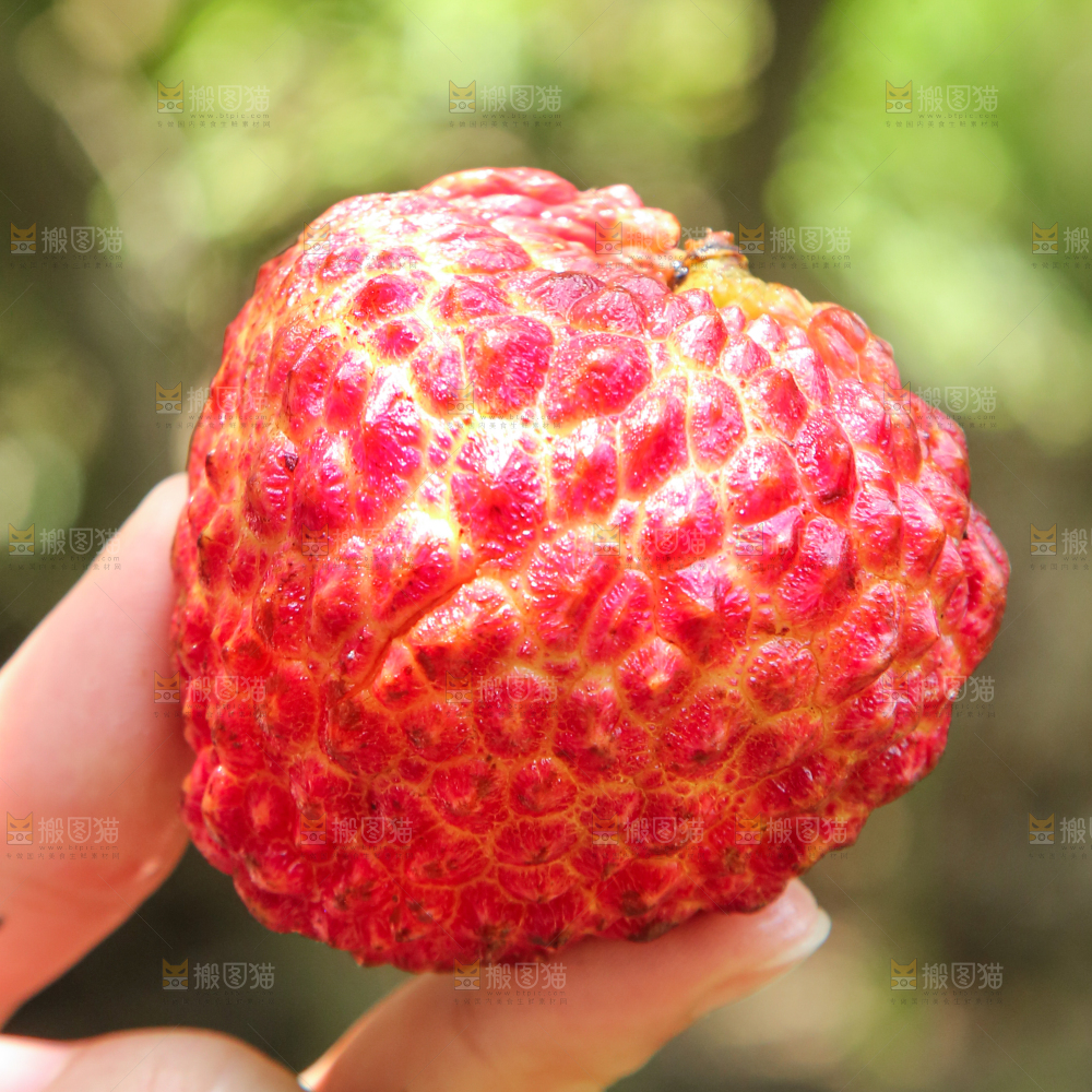 手里拿着荔枝王