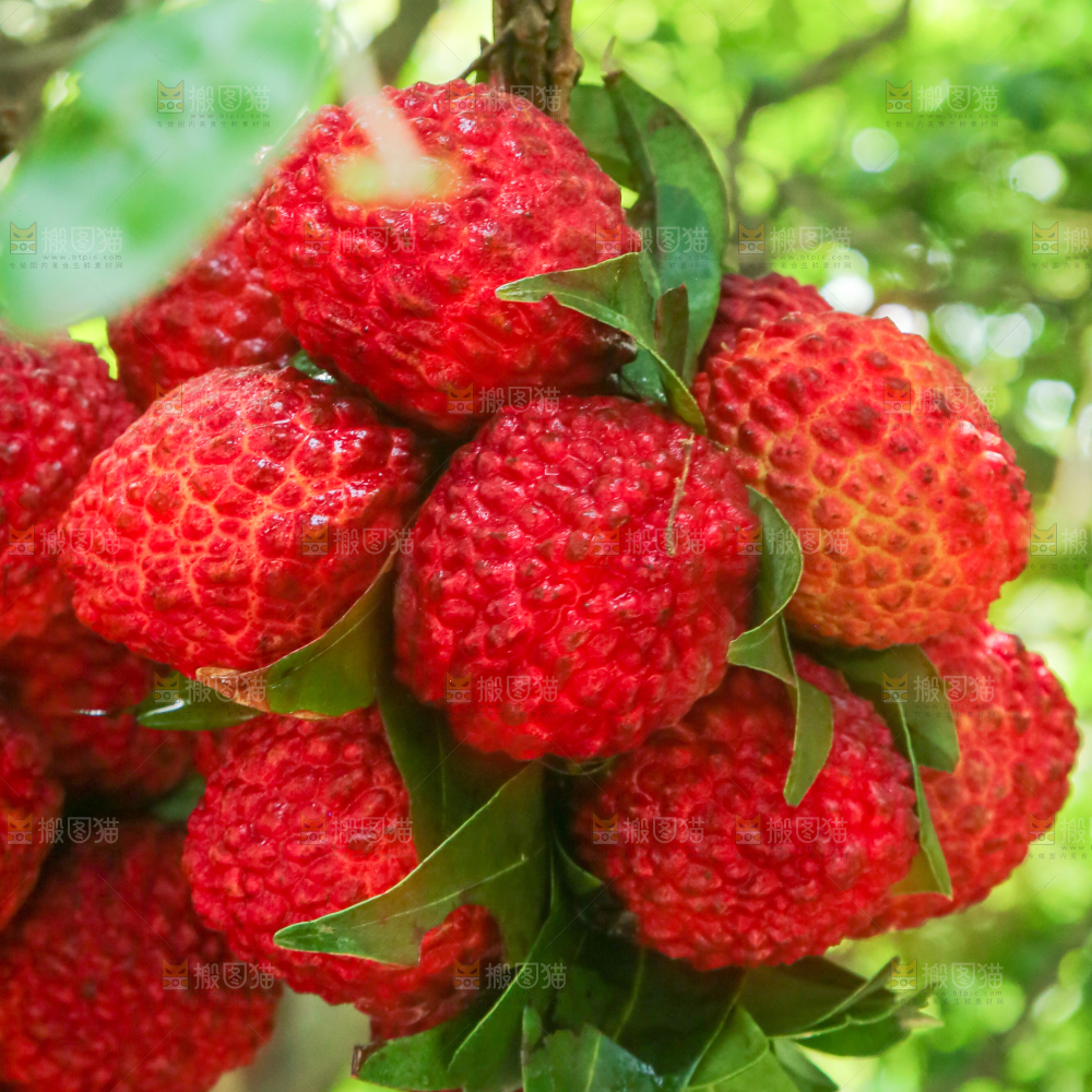 手里拿着荔枝王