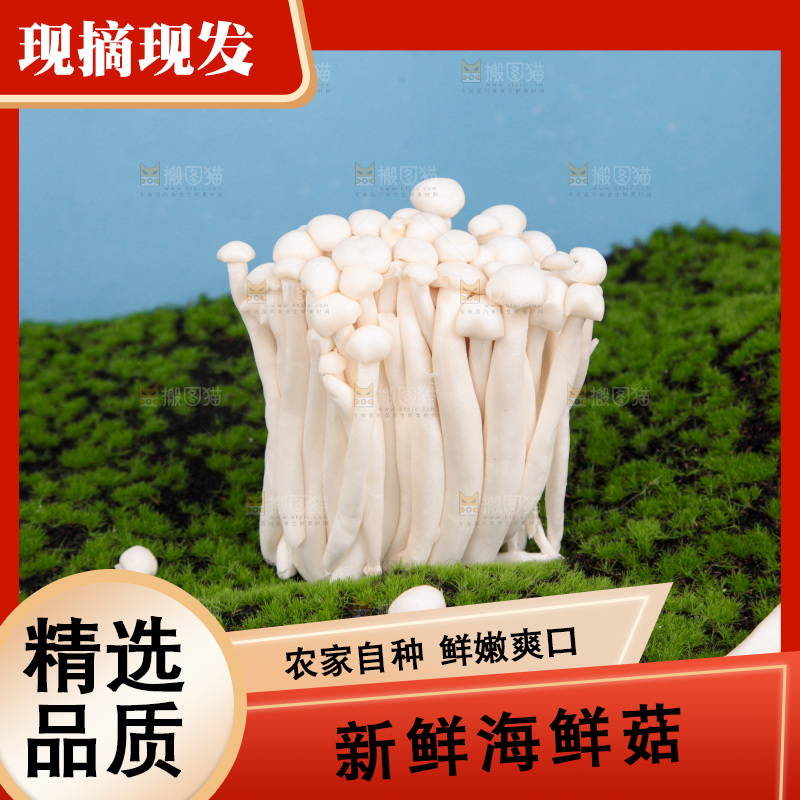 深底上的海鲜菇