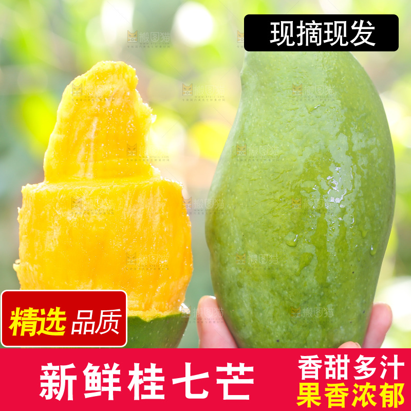 浅底上的桂七芒