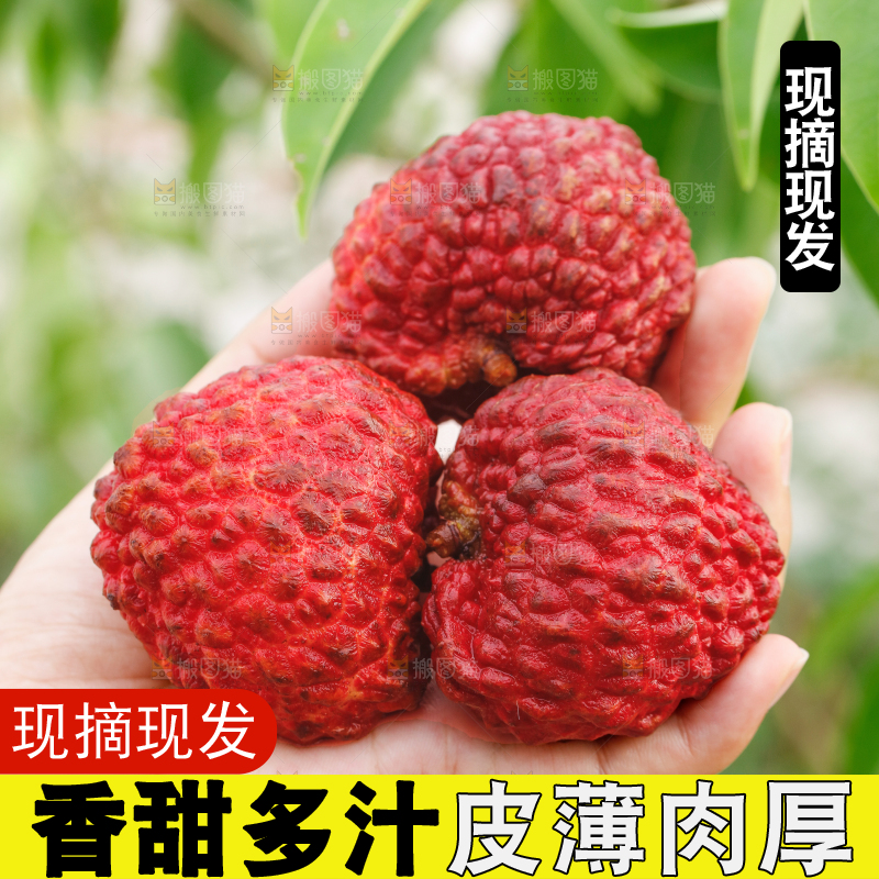 手里拿着荔枝王